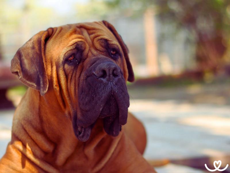 Plemeno-boerboel-bursky-buldok (1)